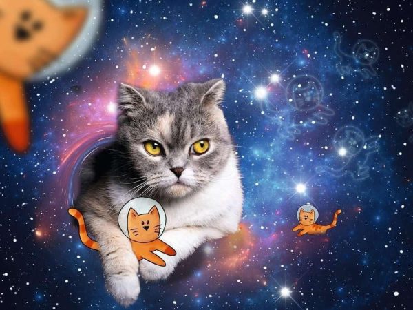 RAVENSBURGER 17439 3 CATS IN OUTER SPACE1500 PIECE PUZZLE Online