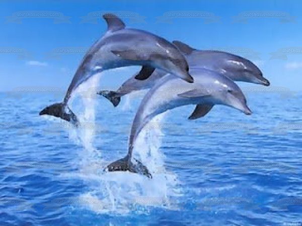 Ocean Life Dolphins Jumping Ocean Edible Cake Topper Image ABPID27405 For Cheap