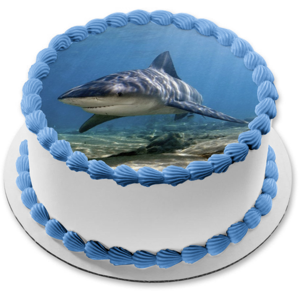 Ocean Life Shark Underwater Rocks Edible Cake Topper Image ABPID27737 Cheap